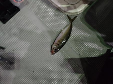 ナイトボートアジング　リベンジ