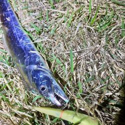 タチウオ開幕しました