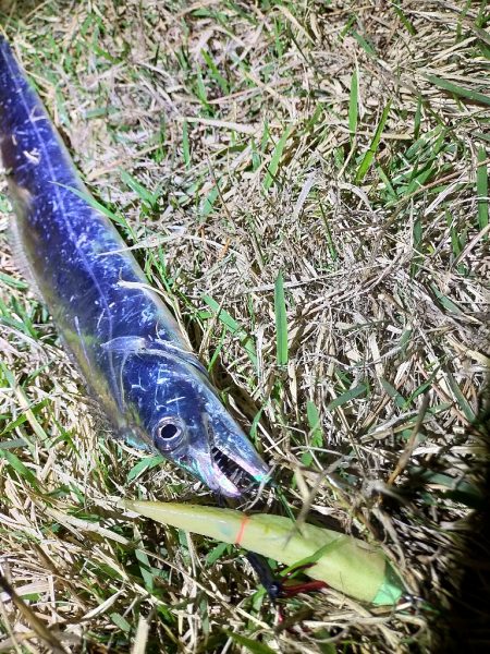 タチウオ開幕しました