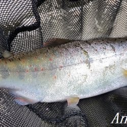 引原本流で大アマゴ登場！