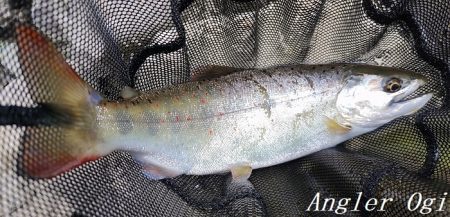 引原本流で大アマゴ登場！