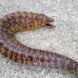 和歌山　御坊の堤防でウツボ釣り