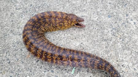 和歌山　御坊の堤防でウツボ釣り