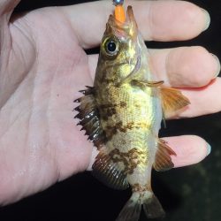 3月のライトゲーム、まさかの珍客も