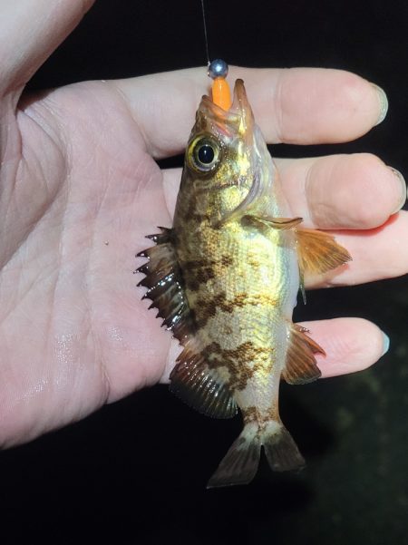 3月のライトゲーム、まさかの珍客も