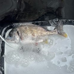 今回の天草ではやっと１匹釣ることが出来まし…