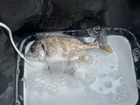 今回の天草ではやっと１匹釣ることが出来まし…