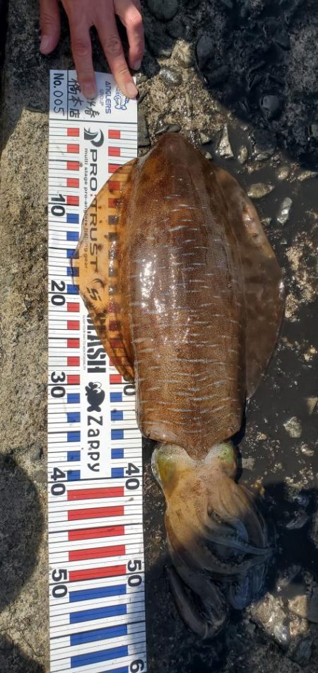 やっと春アオリイカが、つれした。