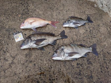 まだ早かったノッコミチヌ