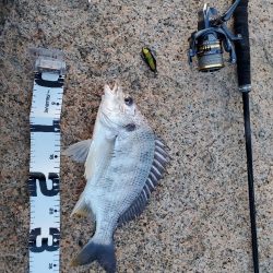 ハードチニング マイクロベイト