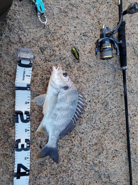 ハードチニング マイクロベイト