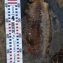 春アオリ久しぶりの二キロごえ