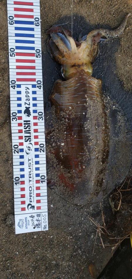 春アオリ久しぶりの二キロごえ