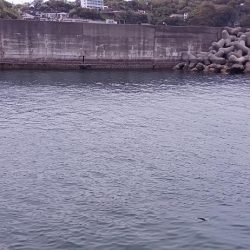 アジ探し@雑賀崎