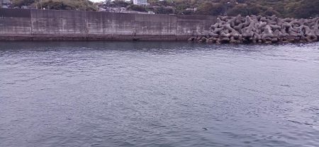 アジ探し@雑賀崎