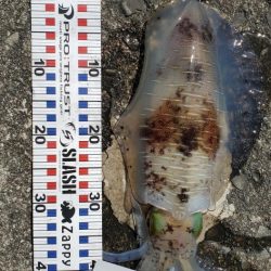 春アオリイカ狙い