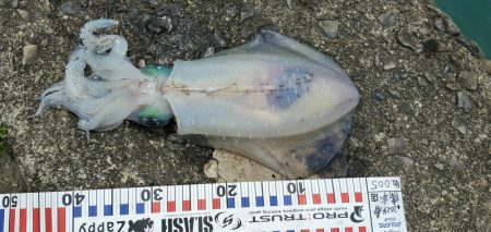 春アオリイカ狙い