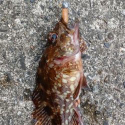 アジ探し@芳養漁港