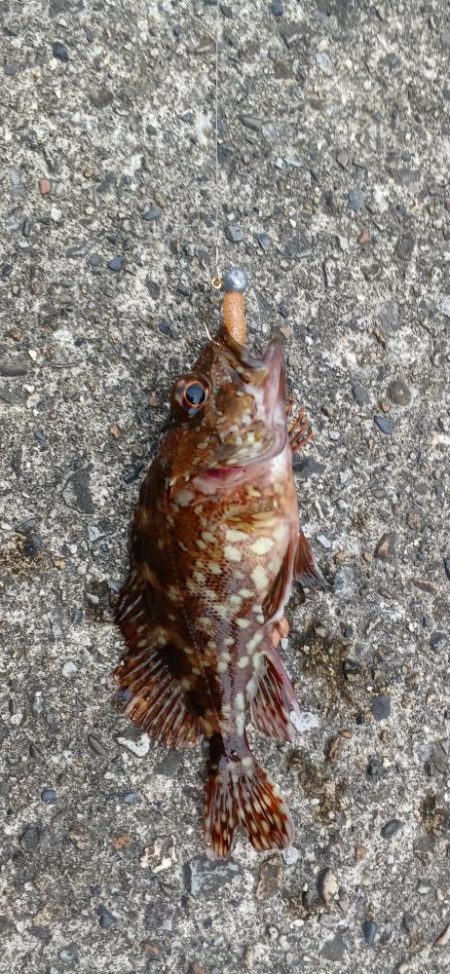 アジ探し@芳養漁港