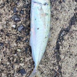 アジ探し@芳養漁港②