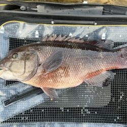 フカセ釣りで想定外の魚が釣れました
