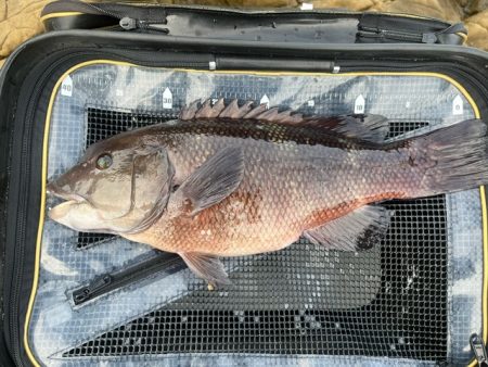 フカセ釣りで想定外の魚が釣れました
