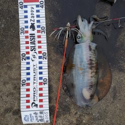 春アオリイカ狙い