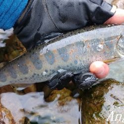 引原川、本流シーズン開幕!