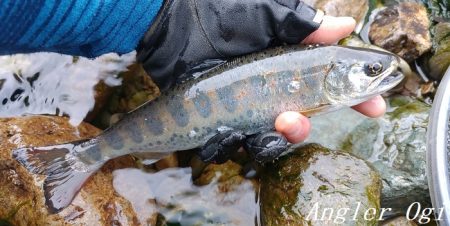 引原川、本流シーズン開幕！