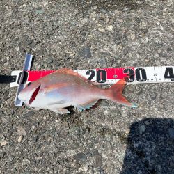 久礼新港内向き