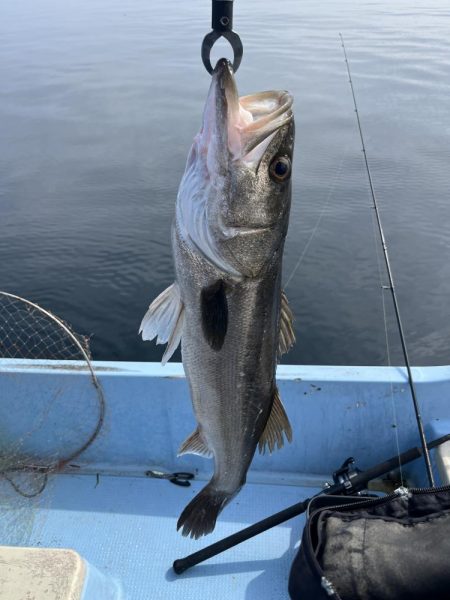平戸的場大島沖でランカーシーバス