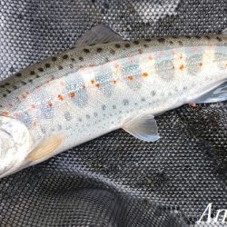 大増水の中、二桁釣果！