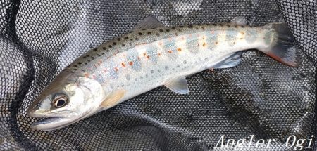 大増水の中、二桁釣果！