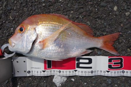 オカッパリで釣れる魚なんですね…