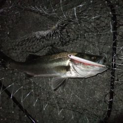 シーバスシーズン開幕