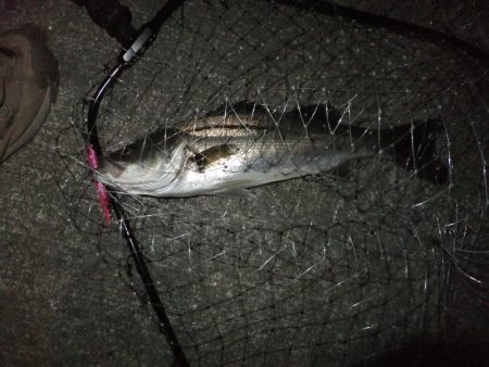 今日もシーバス