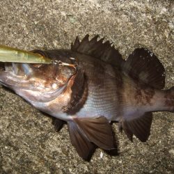 バチパターンからの変化