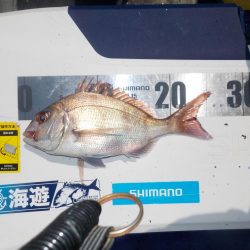 完全フカセ　今シーズン初戦〜倉丸〜