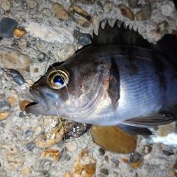 久しぶりの釣果
