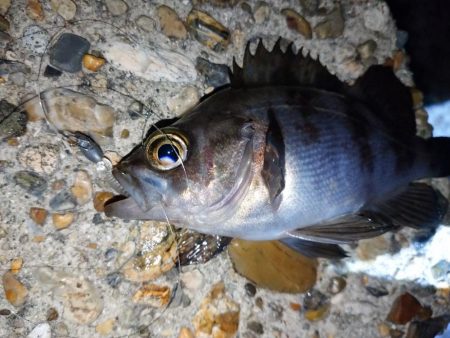 久しぶりの釣果