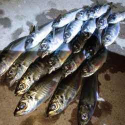 今夜もご近所アジング