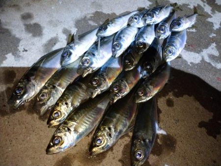 今夜もご近所アジング