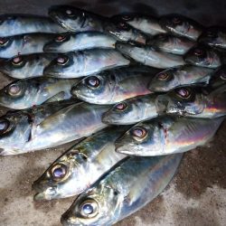 地元春アジ開幕2連勝