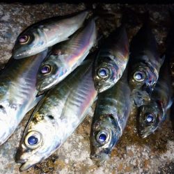 仕事帰りにちょっとアジング