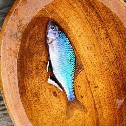 淀川のシロヒレタビラ