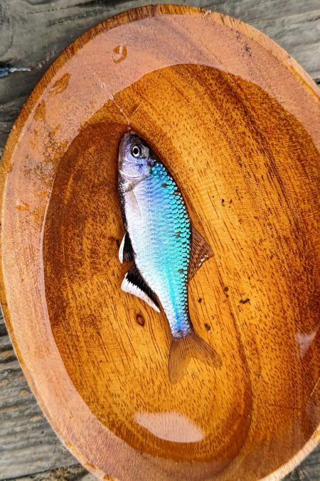 淀川のシロヒレタビラ