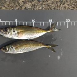 アジが釣れなくて、和歌山へ!