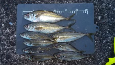 3度目の正直で中アジゲットすることが出来ま…