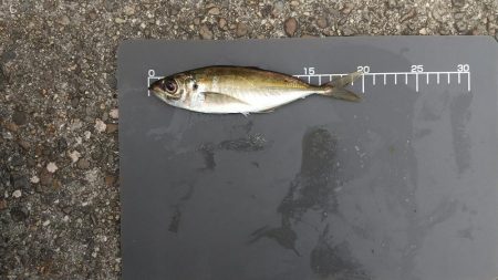 アジングチャレンジ