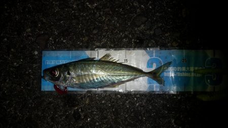 前回よりサイズアップする事が出来ました。